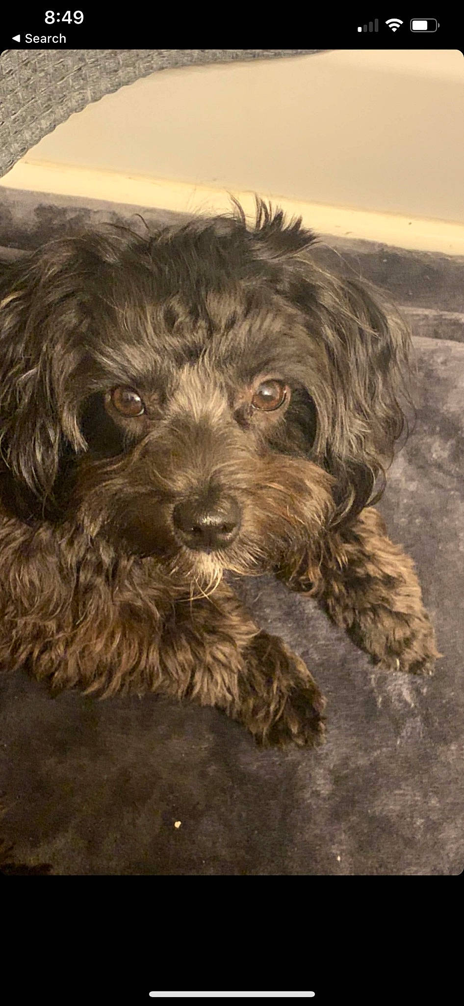 Marlo is registered to the contest to win money with this photo: affenpinscher, bolonka, canidae, carnivore, cavapoo, cockapoo, dog, dog_breed, havanese, mammal, poodle_crossbreed, puppy, rare_breed_dog, schnoodle, shih_poo, sporting_group, terrier, tibetan_terrier, vertebrate, yorkipoo