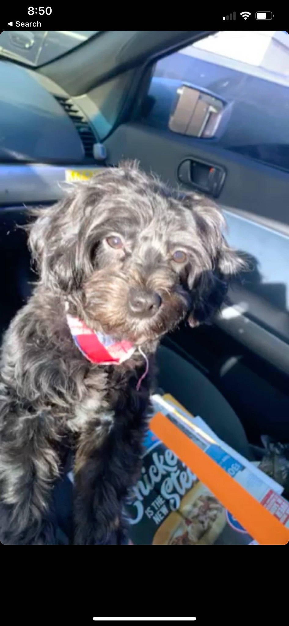 Marlo joined the competition — help win amazing prizes! affenpinscher, bolonka, canidae, carnivore, catalan_sheepdog, cockapoo, dog, dog_breed, labradoodle, mammal, miniature_schnauzer, poodle_crossbreed, rare_breed_dog, schnoodle, snout, sporting_group, sporting_lucas_terrier, terrier, vertebrate, wirehaired_pointing_griffon