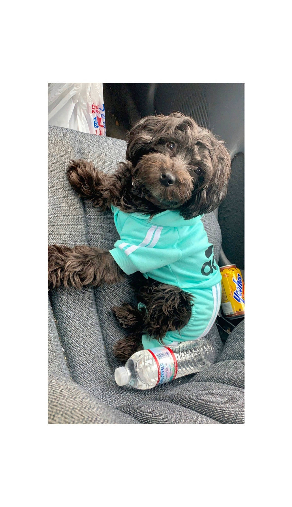 Marlo joined the competition — help win amazing prizes! bolonka, canidae, carnivore, cavachon, cavapoo, cockapoo, companion_dog, dog, dog_breed, havanese, labradoodle, maltepoo, mammal, miniature_poodle, puppy, schnoodle, shih_poo, toy_poodle, vertebrate, yorkipoo