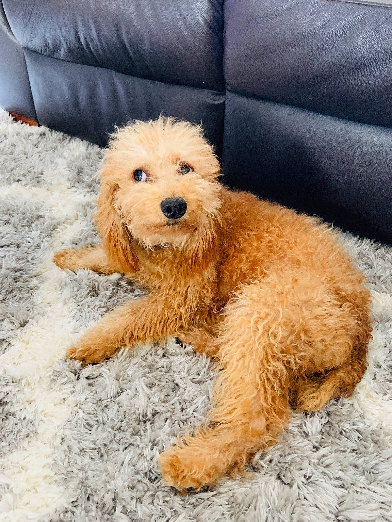 Dublin joined the competition — help win amazing prizes! canidae, carnivore, cavapoo, cockapoo, companion_dog, dog, dog_breed, dutch_smoushond, goldendoodle, labradoodle, maltepoo, mammal, miniature_poodle, poodle, poodle_crossbreed, puppy, schnoodle, terrier, toy_poodle, vertebrate