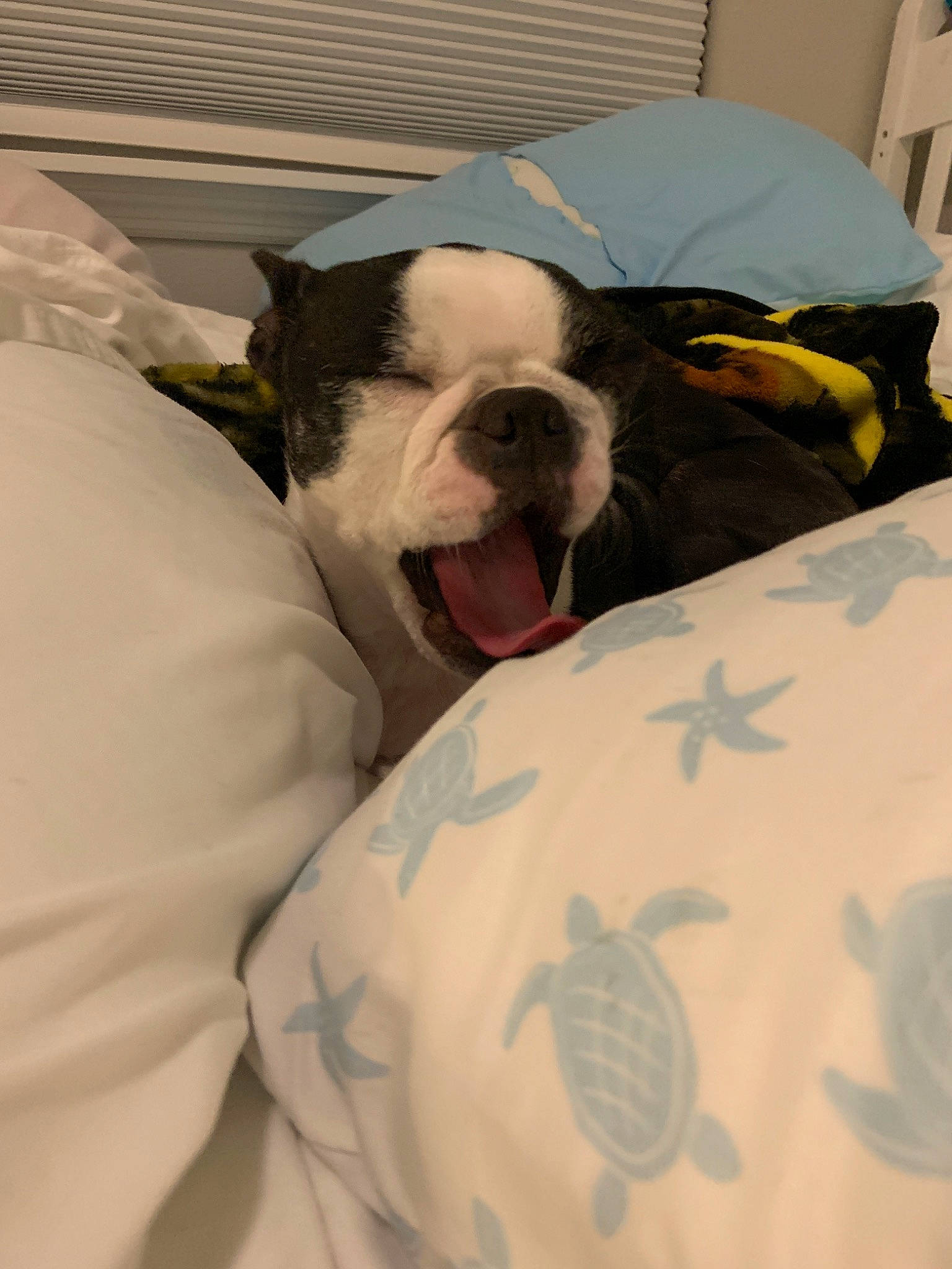 Jovie is registered to the contest to win money with this photo: american_bulldog, boston_terrier, canidae, carnivore, companion_dog, dog, dog_breed, ear, french_bulldog, linens, nap, non_sporting_group, nose, old_english_bulldog, puppy_love, skin, snout, textile, toy_dog