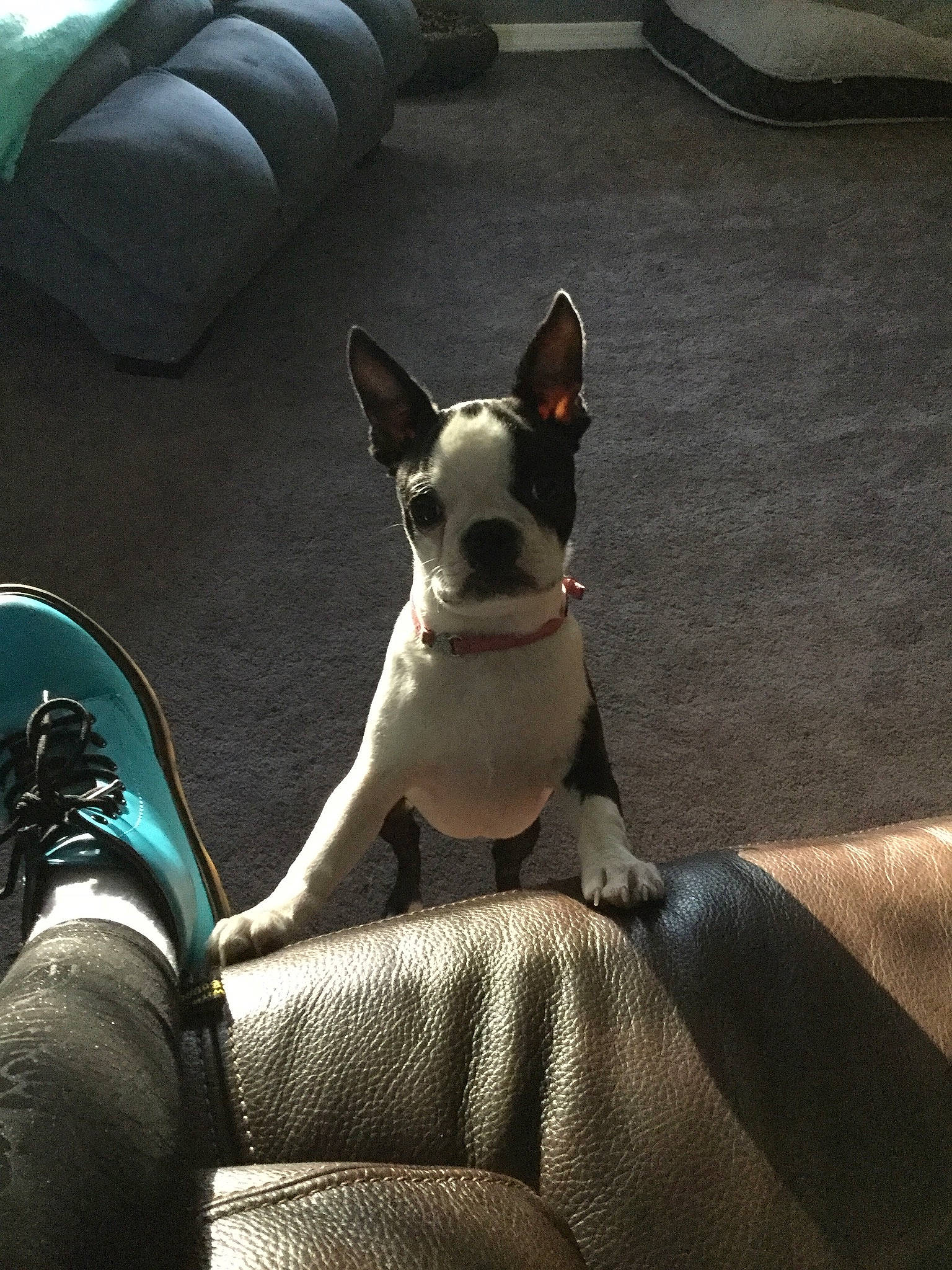 Jovie is registered to the contest to win money with this photo: boston_terrier, bull_and_terrier, canidae, carnivore, chair, companion_dog, dog, dog_breed, ear, fawn, french_bulldog, mammal, non_sporting_group, paw, sitting, snout, vertebrate