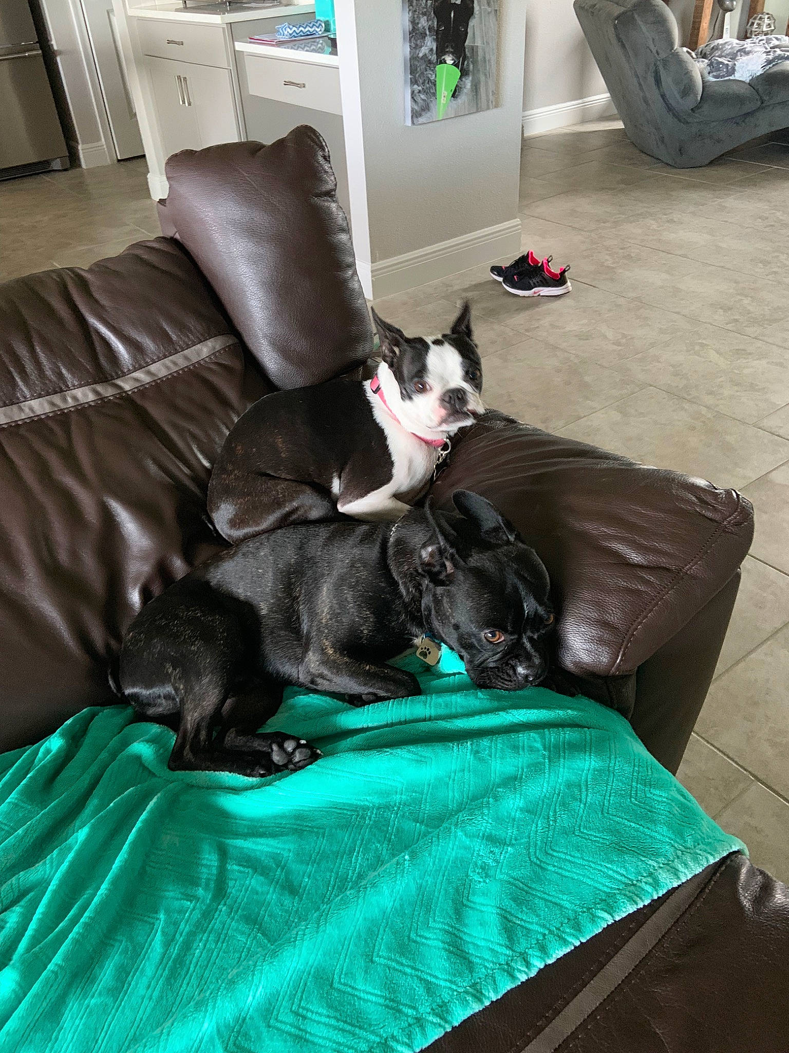 Jovie is registered to the contest to win money with this photo: canidae, carnivore, cat, companion_dog, couch, dog, dog_breed, felidae, french_bulldog, furniture, guard_dog, non_sporting_group, tail, whiskers