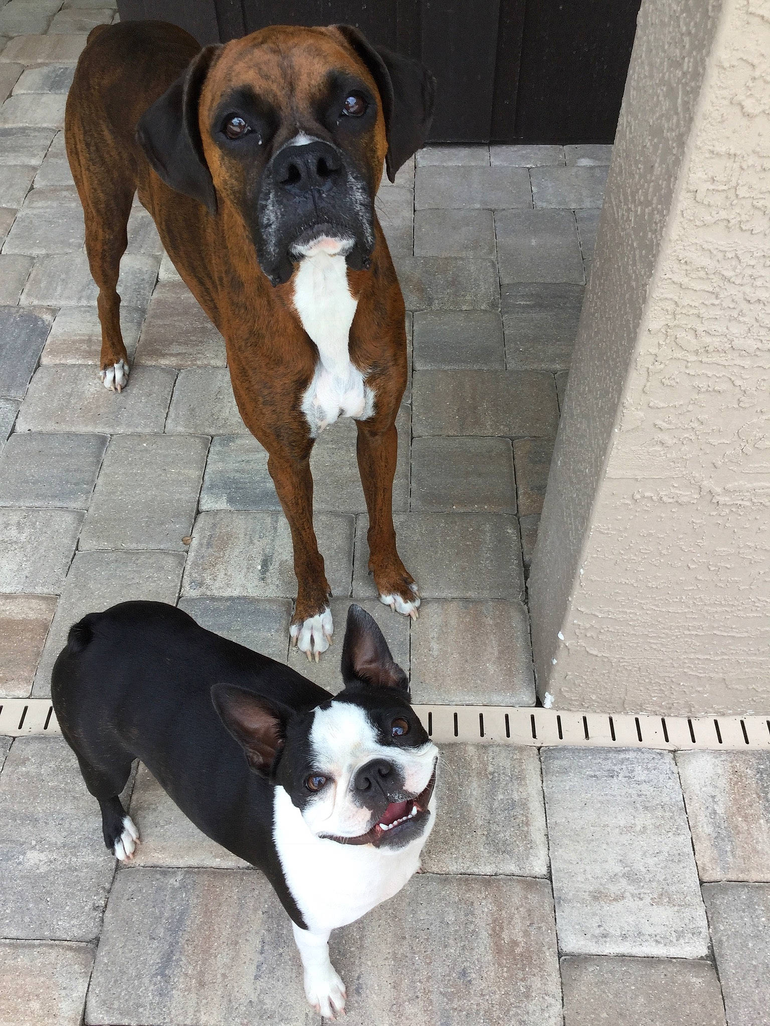 Cash joined the competition — help win amazing prizes! ancient_dog_breeds, australian_bulldog, boston_terrier, boxer, bulldog, canidae, carnivore, companion_dog, dog, dog_breed, dorset_olde_tyme_bulldogge, fawn, mammal, molosser, non_sporting_group, rare_breed_dog, snout, sporting_group, valley_bulldog, vertebrate