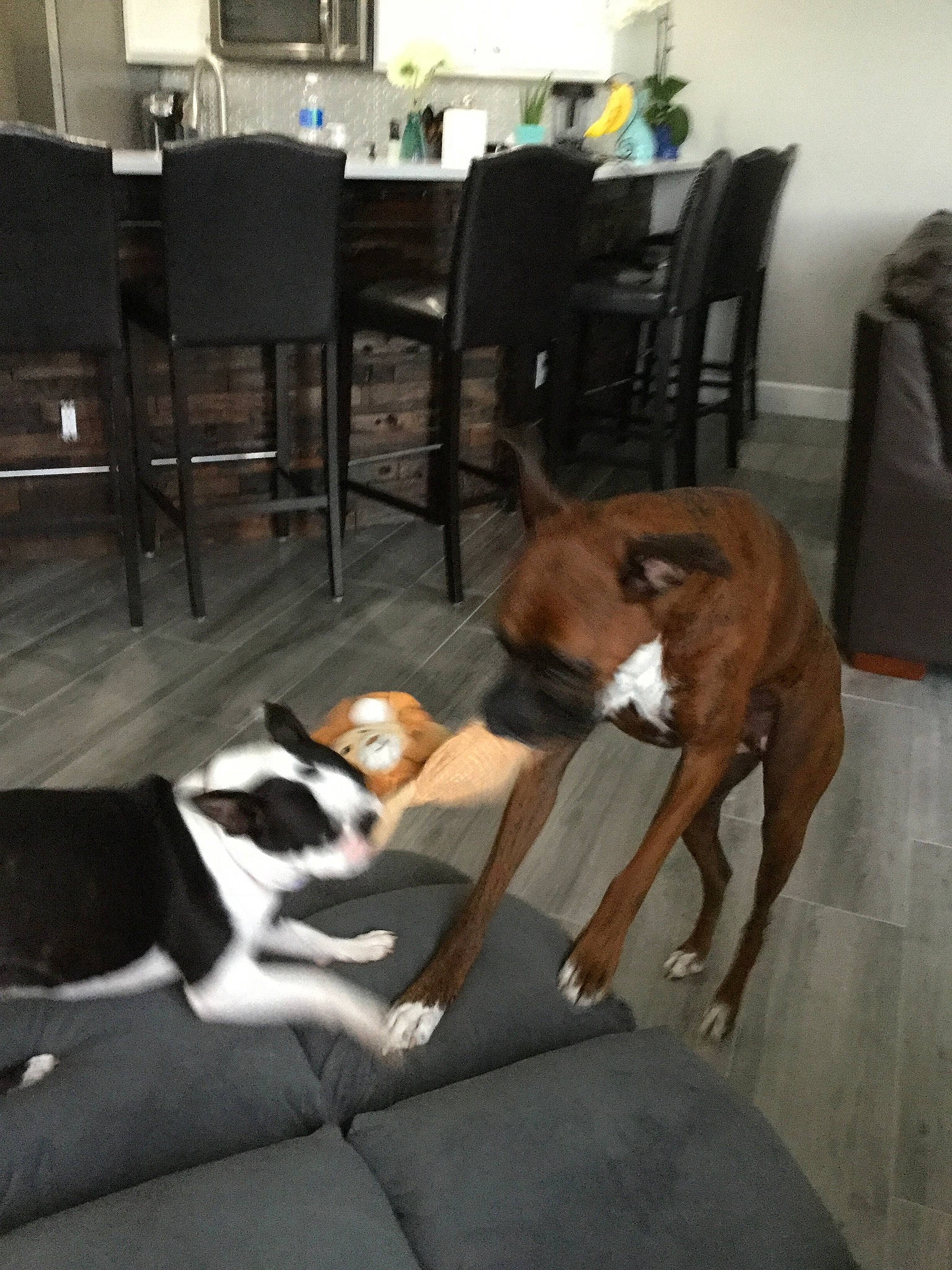 Cash is registered to the contest to win money with this photo: boxer, canidae, carnivore, companion_dog, dog, dog_breed, fawn, floor, flooring, italian_greyhound, lurcher, mammal, sighthound, sporting_group, whippet