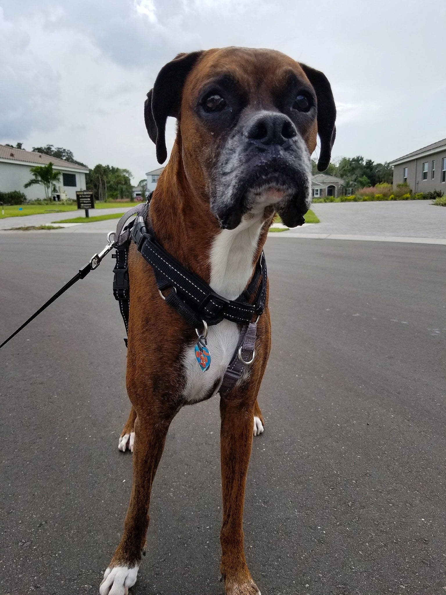 Cash joined the competition — help win amazing prizes! boxer, canidae, carnivore, collar, companion_dog, dog, dog_breed, dog_collar, fawn, leash, mammal, molosser, olde_english_bulldogge, rare_breed_dog, renascence_bulldogge, snout, sporting_group, valley_bulldog, vertebrate, working_dog