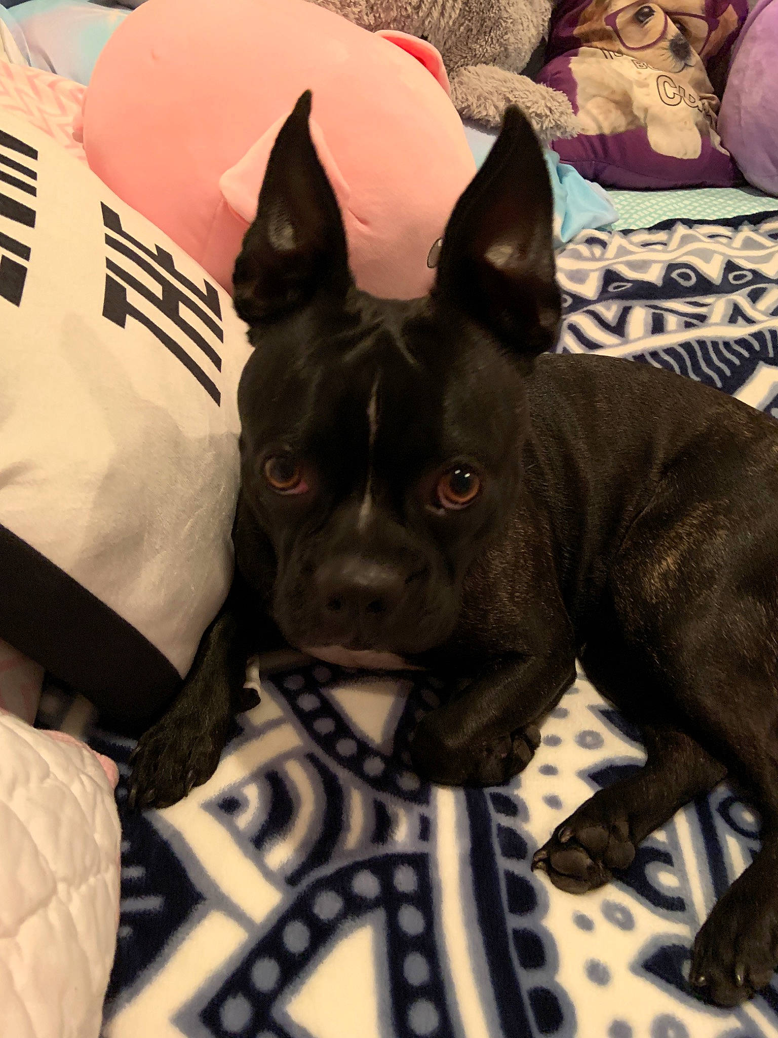 Tucker joined the competition — help win amazing prizes! american_pit_bull_terrier, american_staffordshire_terrier, boston_terrier, bull_and_terrier, canidae, carnivore, companion_dog, dog, dog_breed, ear, fawn, french_bulldog, mammal, non_sporting_group, pit_bull, puppy, snout, thai_ridgeback, vertebrate