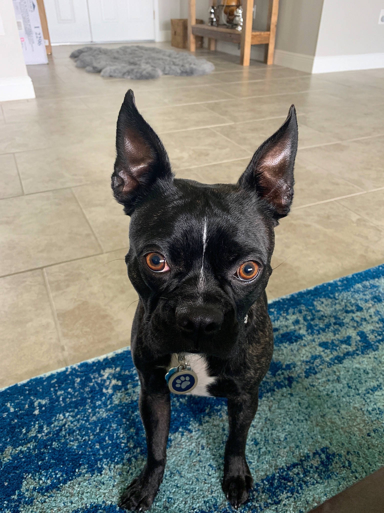 Tucker joined the competition — help win amazing prizes! american_pit_bull_terrier, boston_terrier, canidae, carnivore, companion_dog, dog, dog_breed, ear, fawn, french_bulldog, mammal, non_sporting_group, puppy, rare_breed_dog, snout, sporting_group, vertebrate, whiskers
