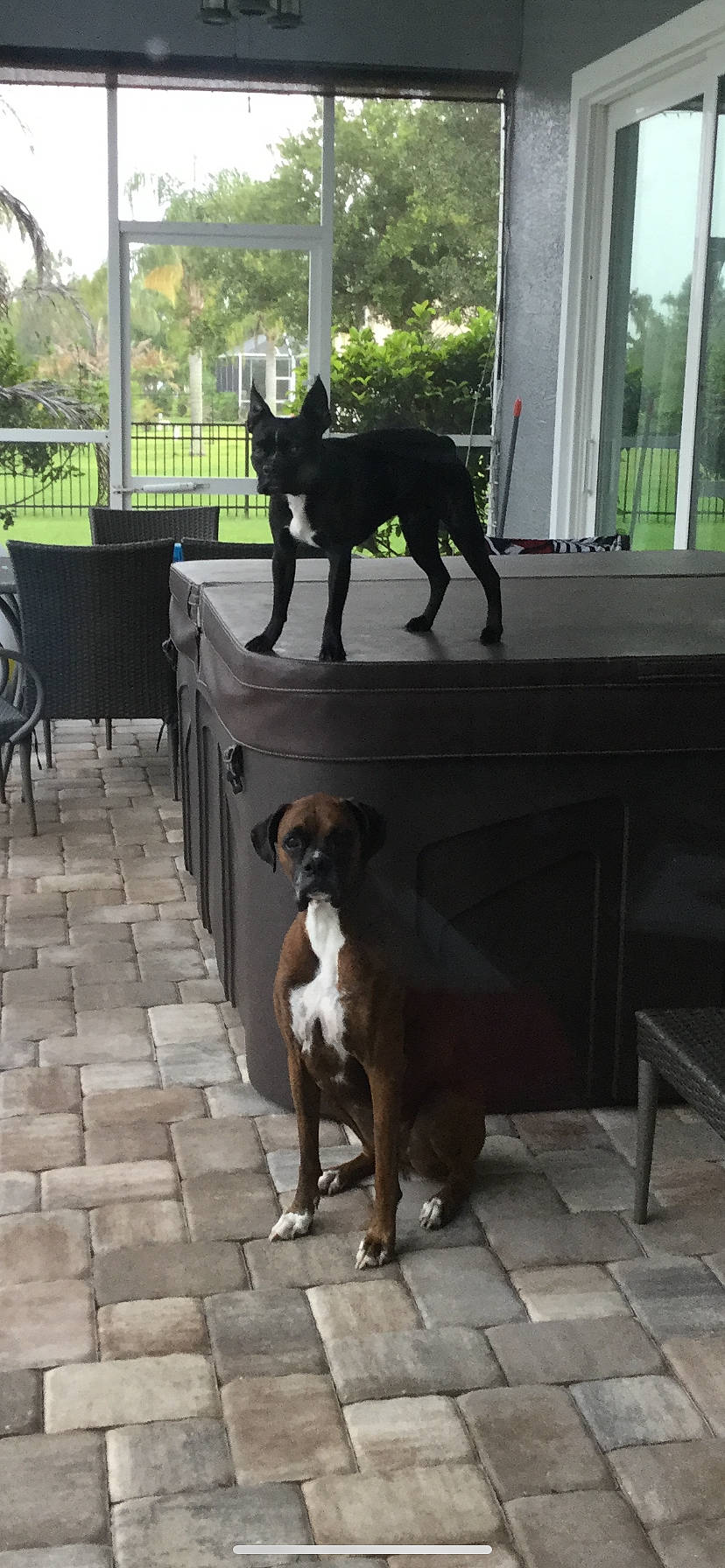 Tucker is registered to the contest to win money with this photo: boxer, canidae, carnivore, dog, dog_breed, guard_dog, hunting_dog, mammal, sporting_group, vertebrate, working_dog