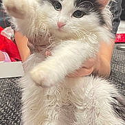 King Bumi joined the competition — help win amazing prizes! cat, fluffy, black_and_white, bow, pet, indoor, carpet, person, holding, playful, cute, paw, pink_nose, feline, animal, stretching, fur, domestic_animal, fun, present
