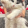 cat, fluffy, black_and_white, bow, pet, indoor, carpet, person, holding, playful, cute, paw, pink_nose, feline, animal, stretching, fur, domestic_animal, fun, present