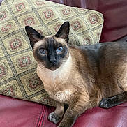 Jazzy is registered to the contest to win money with this photo: cat, siamese_cat, blue_eyes, pet, animal, portrait, indoors, couch, leather, cushion, furniture, sitting, lying_down, brown_fur, cream_fur, dark_points, pointed_ears, whiskers, relaxed, home