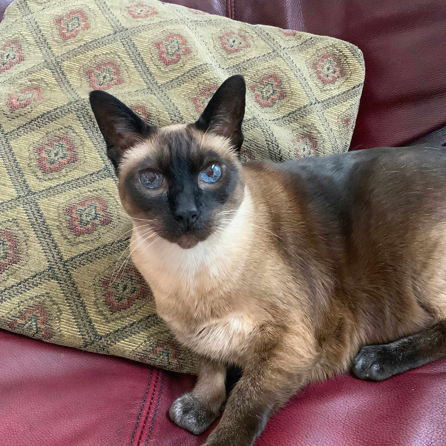 Jazzy is registered to the contest to win money with this photo: cat, siamese_cat, blue_eyes, pet, animal, portrait, indoors, couch, leather, cushion, furniture, sitting, lying_down, brown_fur, cream_fur, dark_points, pointed_ears, whiskers, relaxed, home