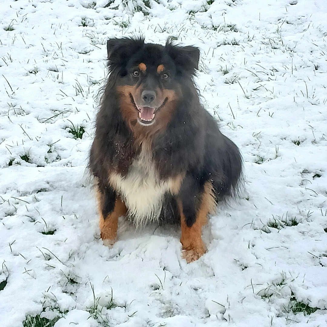 Jack participe au concours pour gagner de l'argent avec cette photo : animal, architecture, building, canine, collie, dog, grass, land, nature, outdoors, pet, plant, puppy, shelter, snow, soil, tree, vegetation, weather, winter