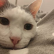 Sloane participe au concours pour gagner de l'argent avec cette photo : animal, blanket, cat, close_up, cozy, cute, domestic, ear, eyes, face, fur, indoor, mammal, nose, pet, portrait, relaxing, resting, soft, whiskers