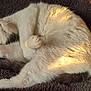 animal, blanket, cat, comfortable, cozy, cute, feline, fluffy, fur, indoor, paw, pet, relaxation, resting, sleeping, soft, stretching, sunlight, whiskers, white_cat