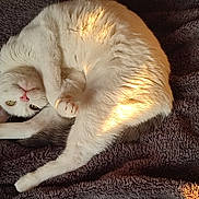 Sloane participe au concours pour gagner de l'argent avec cette photo : cat, white_cat, curled_up, fluffy, pet, resting, sleepy, cozy, blanket, soft_texture, sunlight, indoor, cute, feline, paw, relaxed, domestic_animal, fur, pink_nose, whiskers