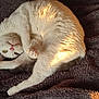 cat, white_cat, curled_up, fluffy, pet, resting, sleepy, cozy, blanket, soft_texture, sunlight, indoor, cute, feline, paw, relaxed, domestic_animal, fur, pink_nose, whiskers