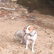 Nova is registered to the contest to win money with this photo: dog, sand, beach, river, outdoor, animal, pet, canine, collar, brown, white, nature, water, daylight, standing, alert, snout, ears, quiet, scenery