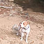 dog, sand, beach, river, outdoor, animal, pet, canine, collar, brown, white, nature, water, daylight, standing, alert, snout, ears, quiet, scenery
