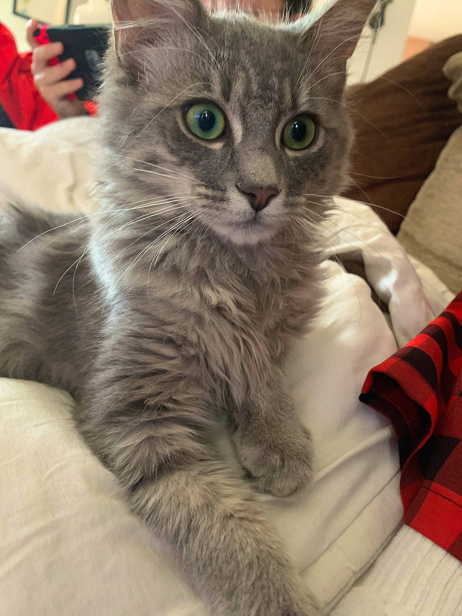 Denver participe au concours pour gagner de l'argent avec cette photo : carnivore, cat, cat_supply, claw, comfort, domestic_short_haired_cat, felidae, fur, iris, paw, sitting, small_to_medium_sized_cats, snout, tail, whiskers, window