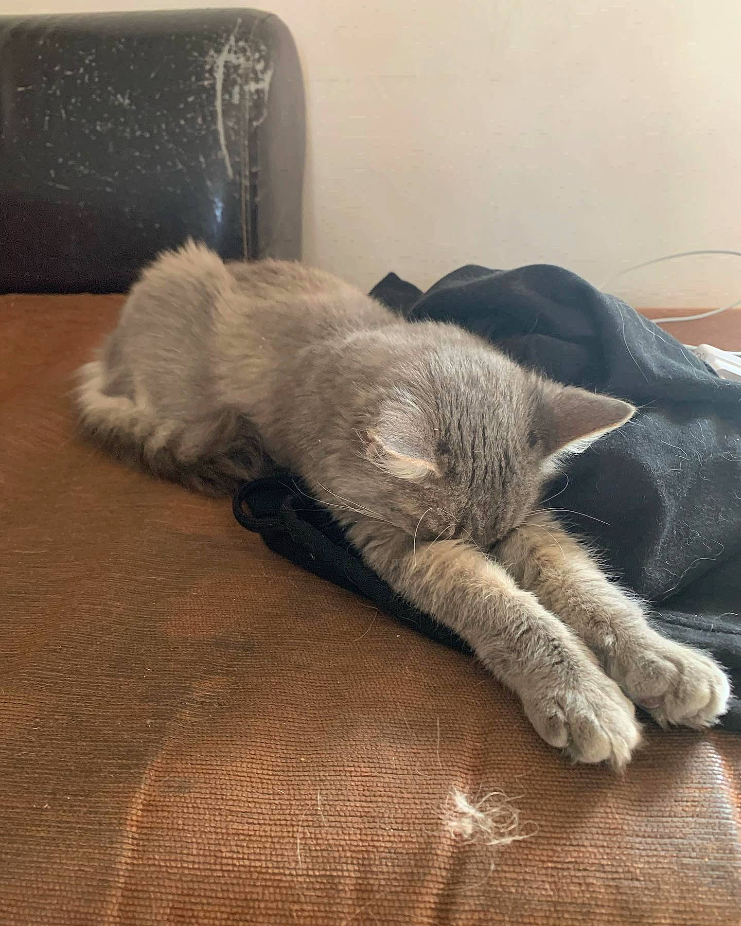 Denver a rejoint le concours — aidez-le/la à gagner de superbes lots ! carnivore, carpet, cat, comfort, domestic_short_haired_cat, fawn, felidae, flooring, fur, grey, hardwood, human_leg, nap, paw, small_to_medium_sized_cats, snout, sporting_group, tail, whiskers, wood