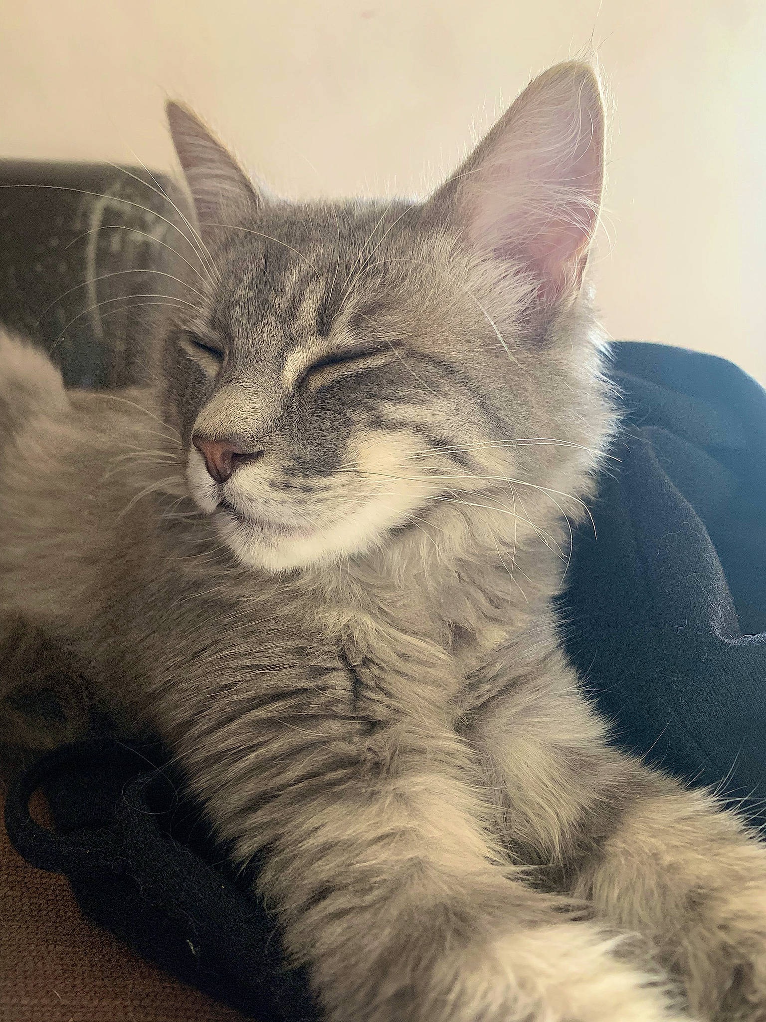 Denver a rejoint le concours — aidez-le/la à gagner de superbes lots ! art, carnivore, cat, claw, comfort, domestic_short_haired_cat, drawing, eye, felidae, fur, gesture, illustration, paw, sitting, small_to_medium_sized_cats, snout, tail, terrestrial_animal, whiskers, wildlife