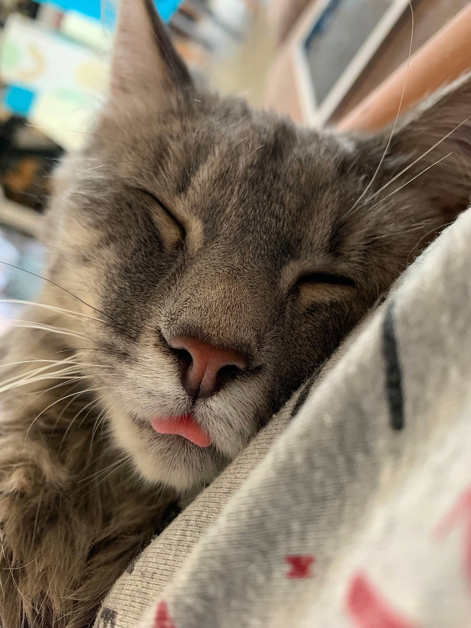 Denver participe au concours pour gagner de l'argent avec cette photo : carnivore, cat, domestic_short_haired_cat, felidae, fur, nap, small_to_medium_sized_cats, snout, terrestrial_animal, whiskers, window