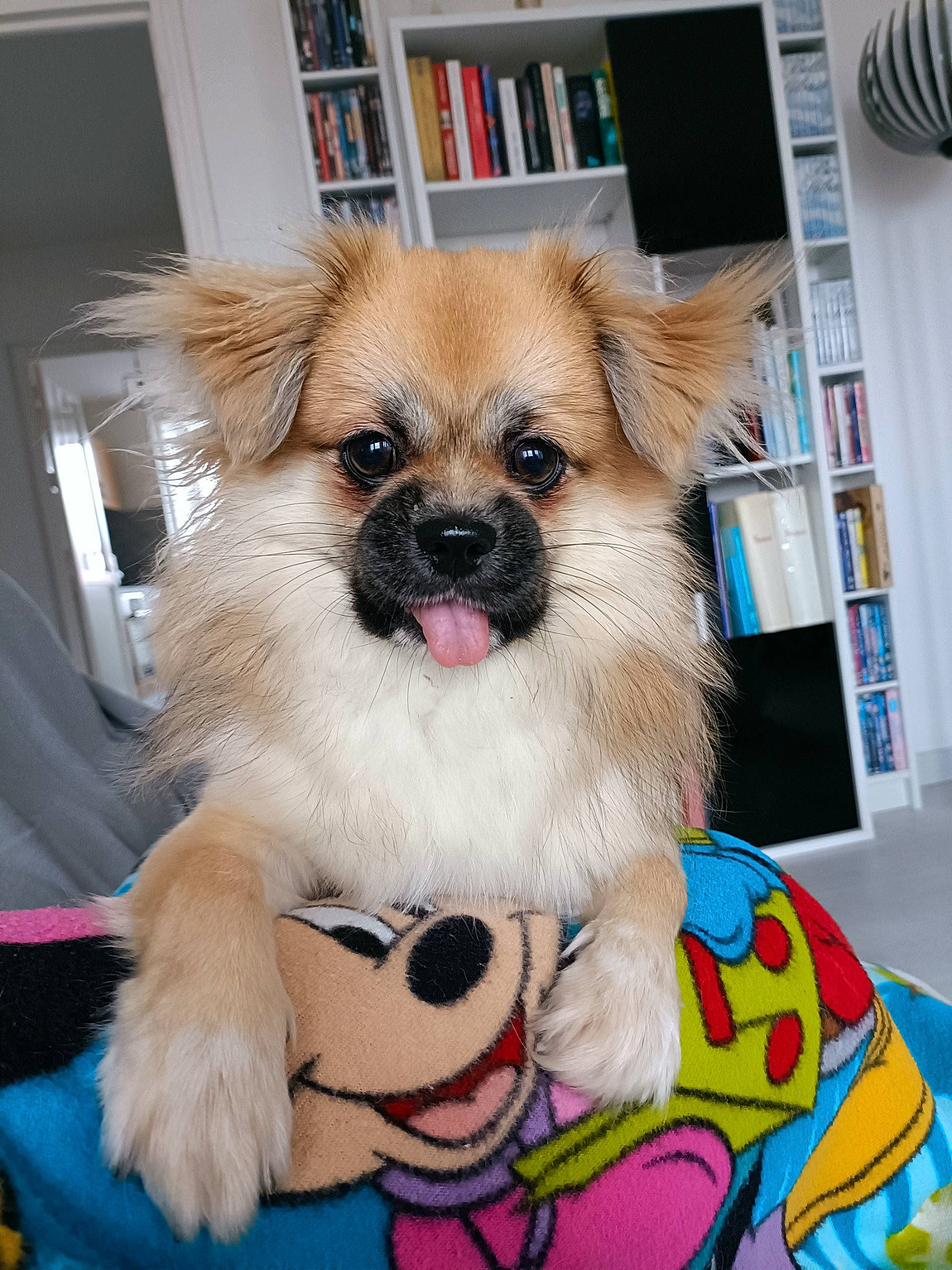 Tao participe au concours pour gagner de l'argent avec cette photo : bookcase, canidae, carnivore, companion_dog, curtain, dog, dog_breed, dog_supply, fawn, fur, pet_supply, picture_frame, publication, shelf, shelving, snout, sporting_group, toy_dog, whiskers, working_animal