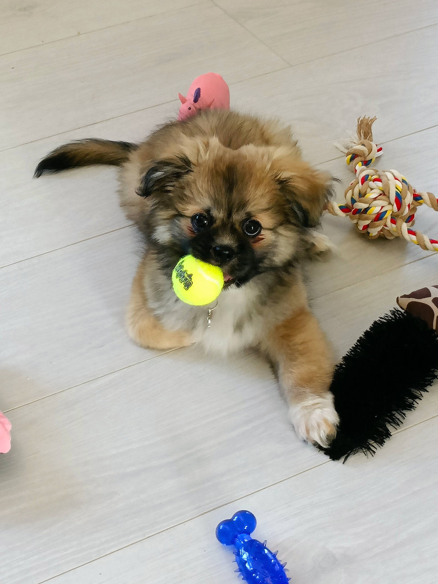 Tao participe au concours pour gagner de l'argent avec cette photo : canidae, carnivore, companion_dog, dog, dog_breed, dog_supply, fawn, flooring, fur, german_spitz, german_spitz_klein, liver, paw, snout, spitz, sporting_group, tail, toy_dog, whiskers, working_animal