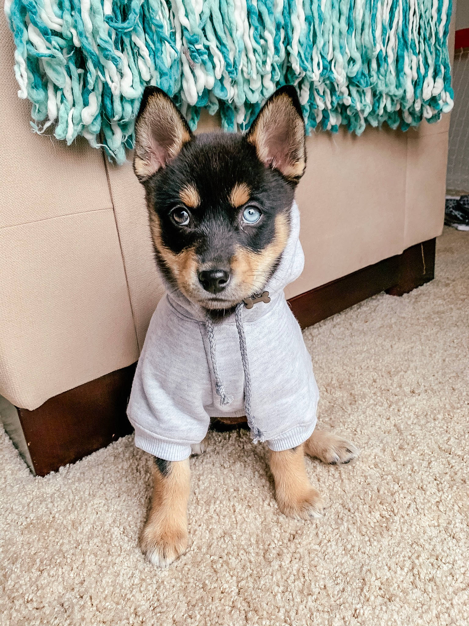 Aubrey joined the competition — help win amazing prizes! canidae, carnivore, companion_dog, dog, dog_breed, dog_clothes, english_toy_terrier, fawn, mammal, miniature_fox_terrier, miniature_pinscher, puppy, rare_breed_dog, rat_terrier, snout, teddy_roosevelt_terrier, tenterfield_terrier, toy_dog, toy_fox_terrier, vertebrate