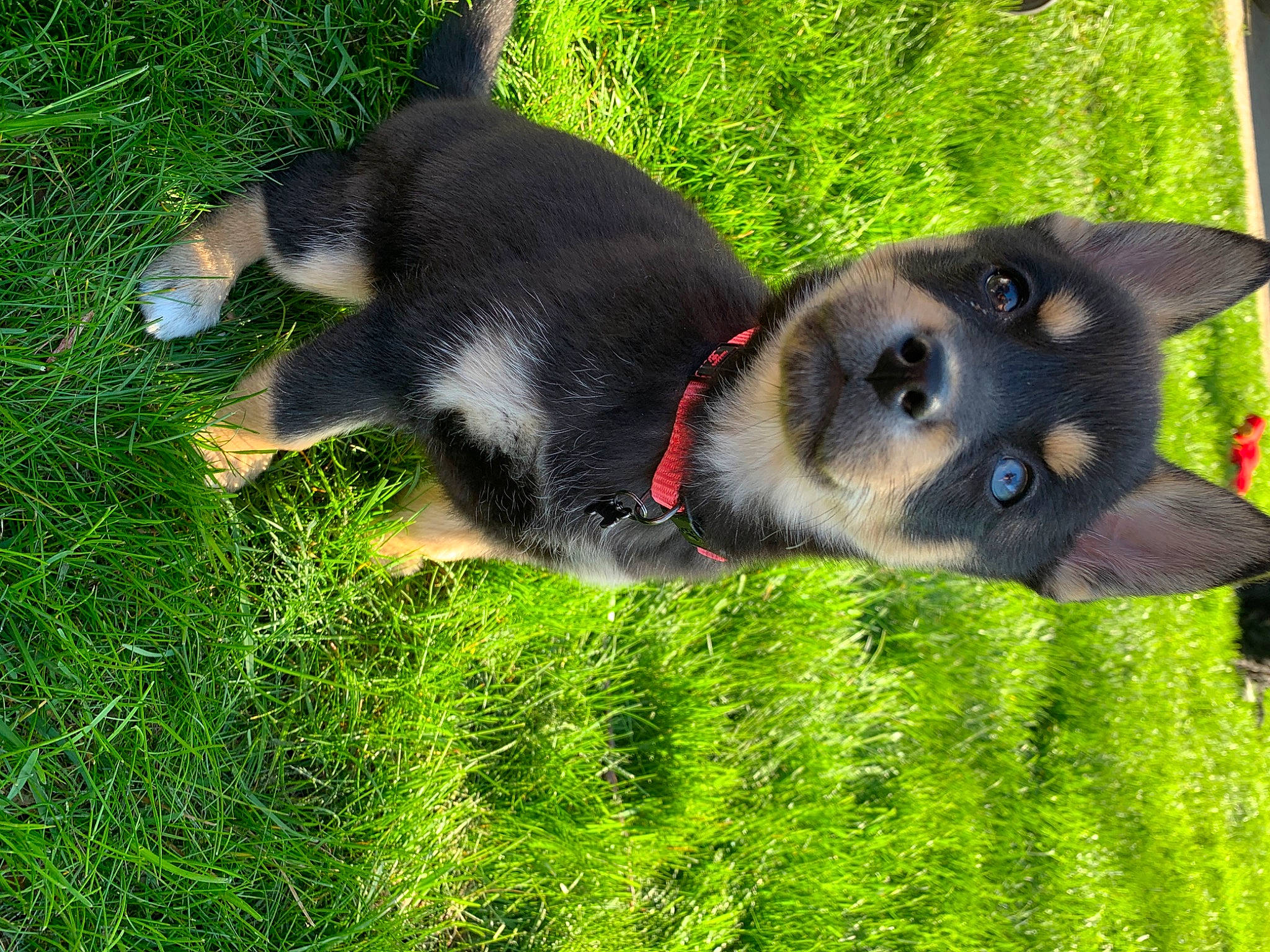 Aubrey joined the competition — help win amazing prizes! canidae, carnivore, dog, dog_breed, east_european_shepherd, german_shepherd_dog, grass, lapponian_herder, mammal, plant, puppy, rare_breed_dog, snout, sporting_group, vertebrate