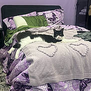 Batman is registered to the contest to win money with this photo: cat, bed, blanket, butterfly, purple, pillow, knitted_blanket, heart_shape, furniture, indoor, relaxed, animal, pet, black_and_white, cozy, room, decor, textile, sleeping_area, home