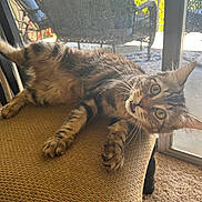 Rain joined the competition — help win amazing prizes! balcony, bicycle, carpet, cat, chair, feline, fur, glass, indoor, meowing, outdoor_furniture, paws, pet, relaxing, sliding_door, sunlight, tabby, whiskers, wide_eyes, window