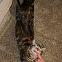 Rain joined the competition — help win amazing prizes! carpet, cat, couch, cozy, floor, furniture, hand, human_hand, indoor, nose, paw, pet, playful, relaxed, sleepy, stretching, striped, tabby_cat, touching, whiskers