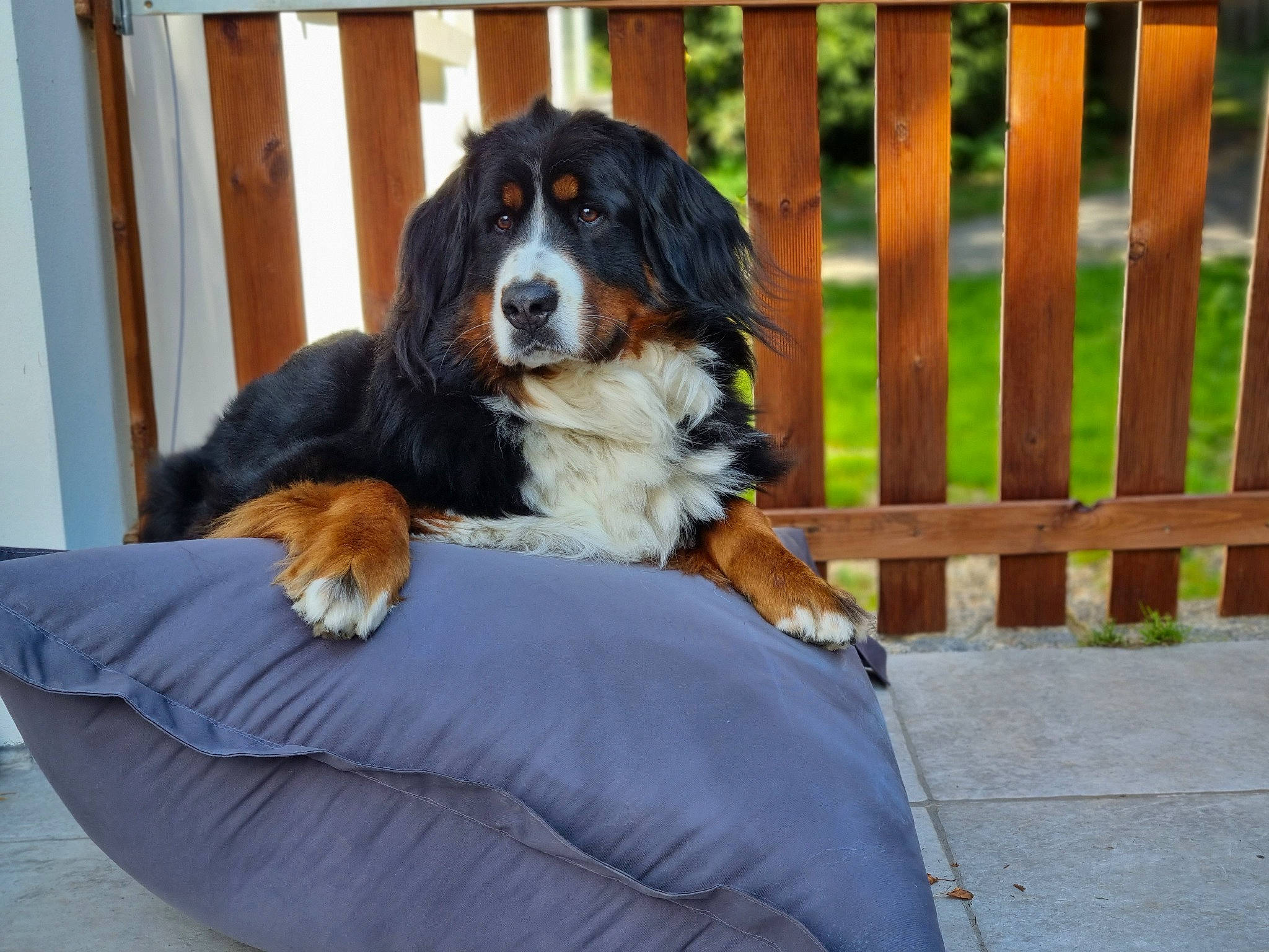 Thaïs a rejoint le concours — aidez-le/la à gagner de superbes lots ! bernese_mountain_dog, bored, canidae, carnivore, cavalier_king_charles_spaniel, comfort, companion_dog, dog, dog_breed, door, fence, grass, home_fencing, king_charles_spaniel, snout, sporting_group, terrestrial_animal, working_animal, working_dog