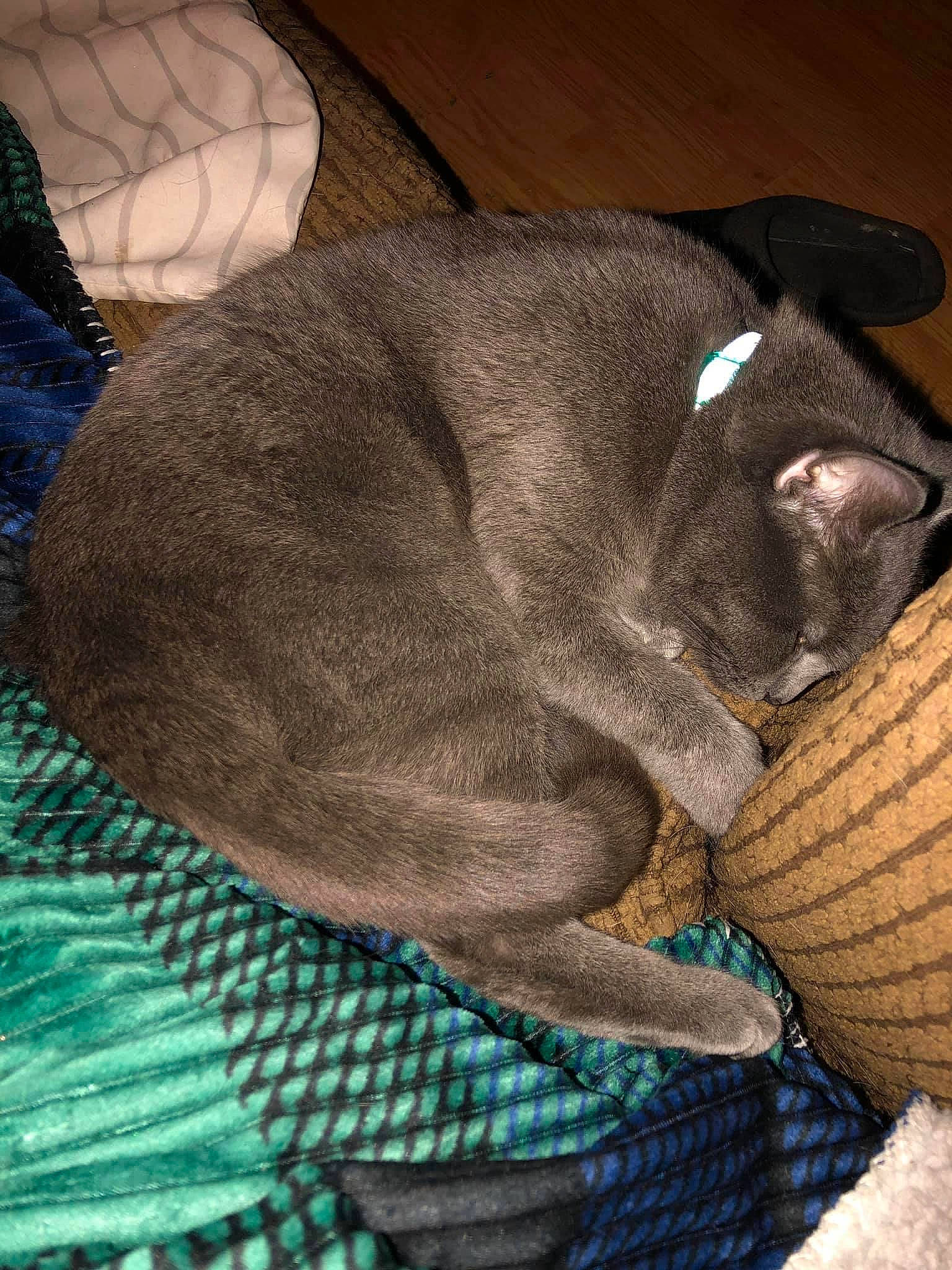 River joined the competition — help win amazing prizes! black_cat, canidae, carnivore, cat, claw, comfort, dog_breed, domestic_short_haired_cat, fawn, felidae, fur, grey, linens, nap, pattern, paw, small_to_medium_sized_cats, tail, terrestrial_animal, whiskers