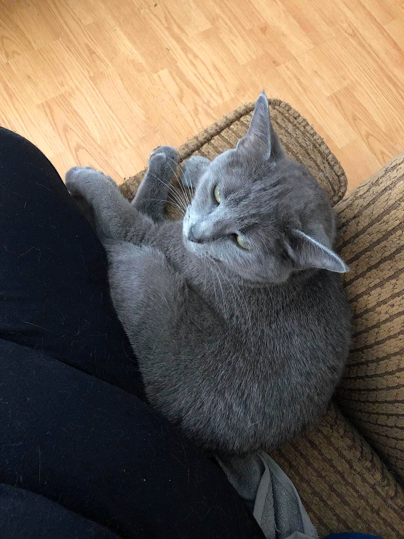 River is registered to the contest to win money with this photo: carnivore, cat, claw, comfort, domestic_short_haired_cat, felidae, flooring, fur, grey, hardwood, nap, paw, russian_blue, small_to_medium_sized_cats, snout, tail, varnish, whiskers, wood, wood_stain