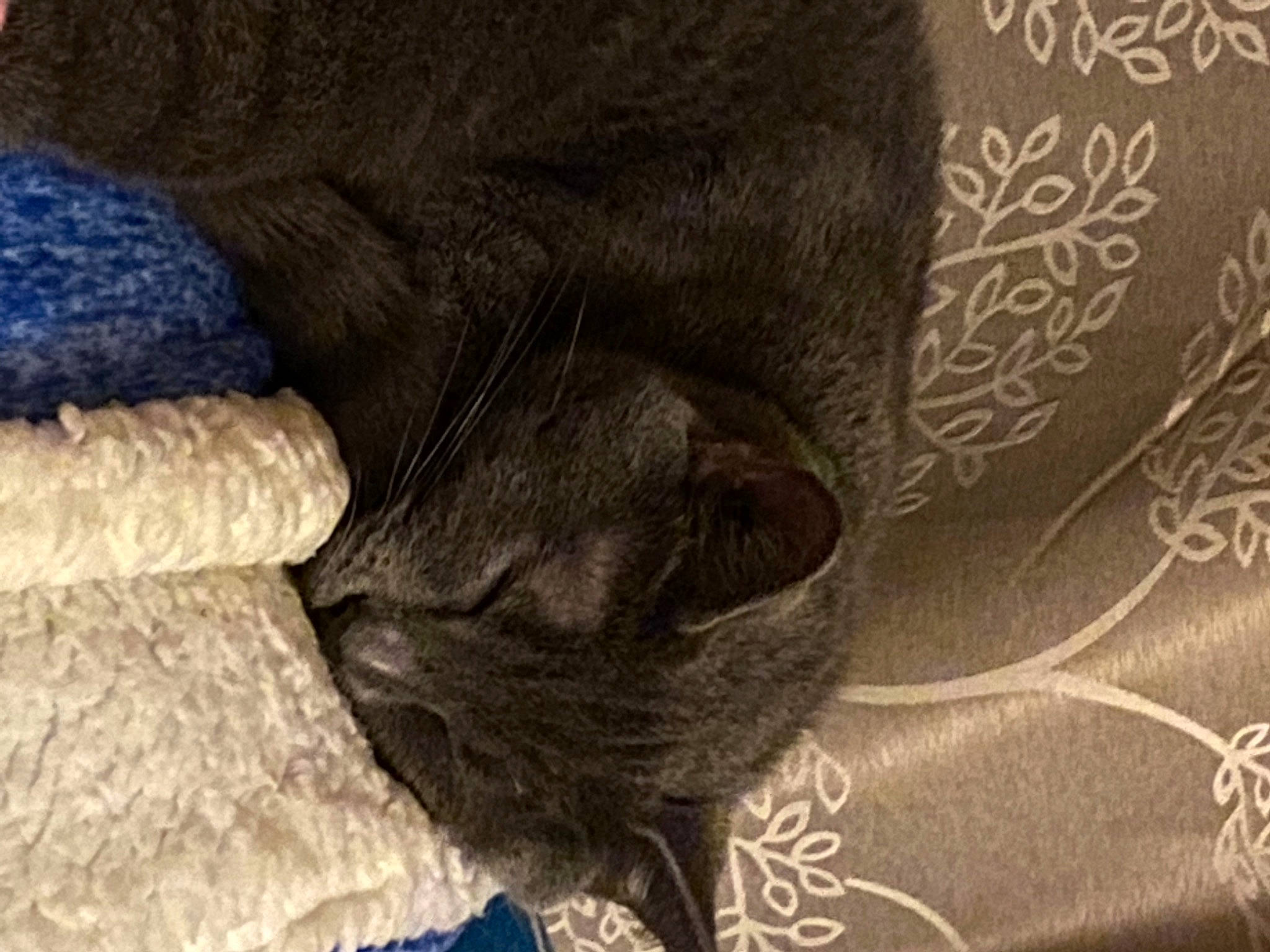 River joined the competition — help win amazing prizes! black_cat, carnivore, cat, claw, comfort, dog_breed, domestic_short_haired_cat, fawn, felidae, fur, grey, linens, liver, small_to_medium_sized_cats, snout, tail, terrestrial_animal, whiskers, working_animal, wrinkle