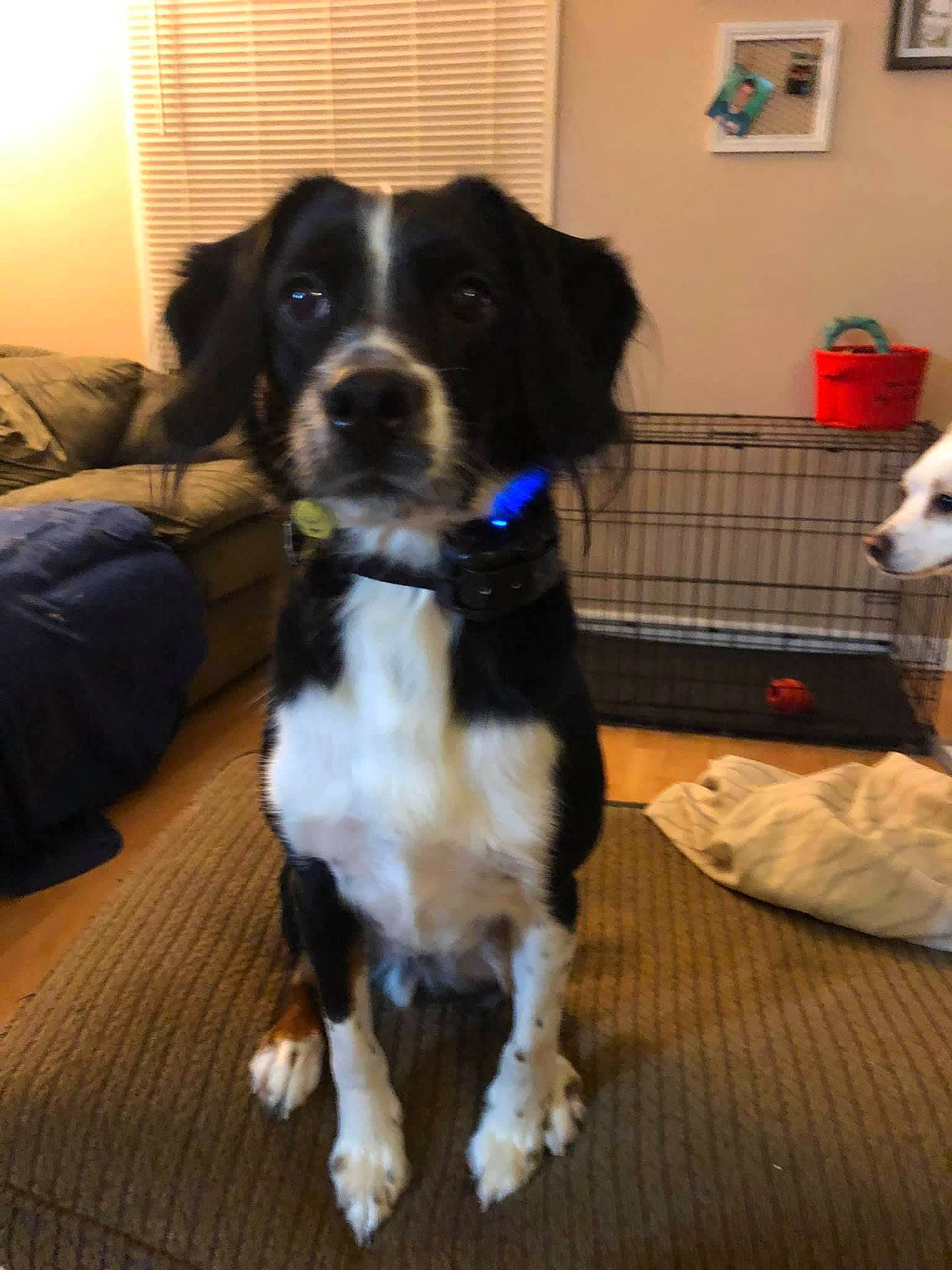 Four joined the competition — help win amazing prizes! bag, canidae, carnivore, companion_dog, dog, dog_breed, door, flooring, fur, gun_dog, landseer, luggage_and_bags, picture_frame, snout, sporting_group, tail, working_animal, working_dog