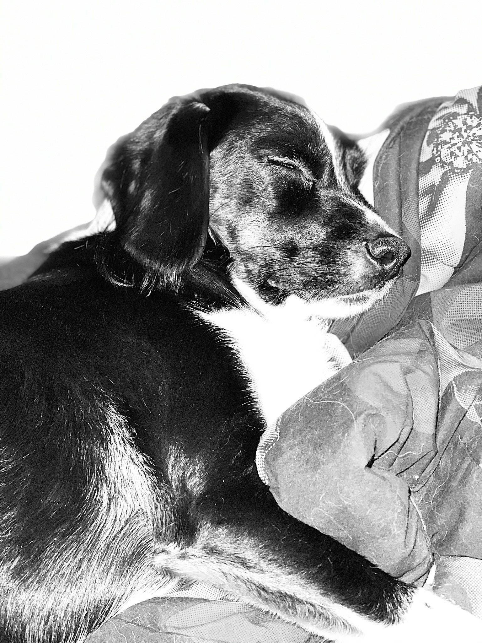 Four joined the competition — help win amazing prizes! canidae, carnivore, comfort, companion_dog, dog, dog_breed, dog_supply, drawing, fur, hound, hunting_dog, monochrome, monochrome_photography, puppy, scent_hound, style, terrestrial_animal, whiskers, working_animal, working_dog