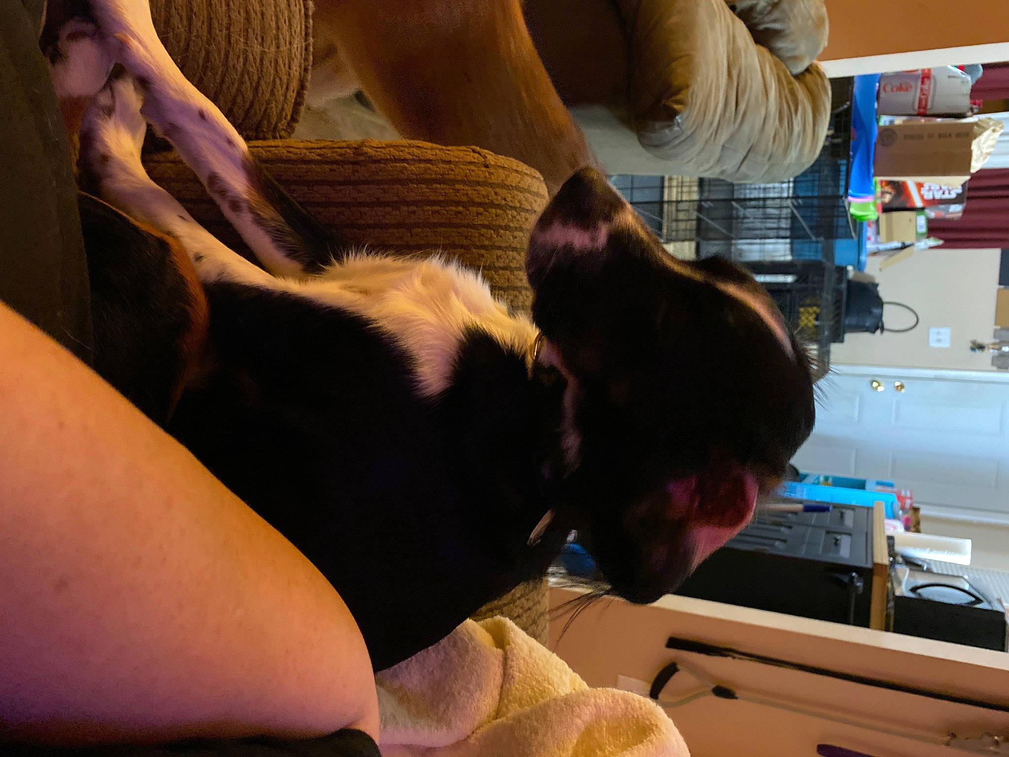 Four is registered to the contest to win money with this photo: abdomen, black_hair, cabinetry, carnivore, comfort, companion_dog, couch, dog, elbow, fawn, fun, gesture, human_leg, knee, lap, long_hair, nail, thigh, trunk, wrist