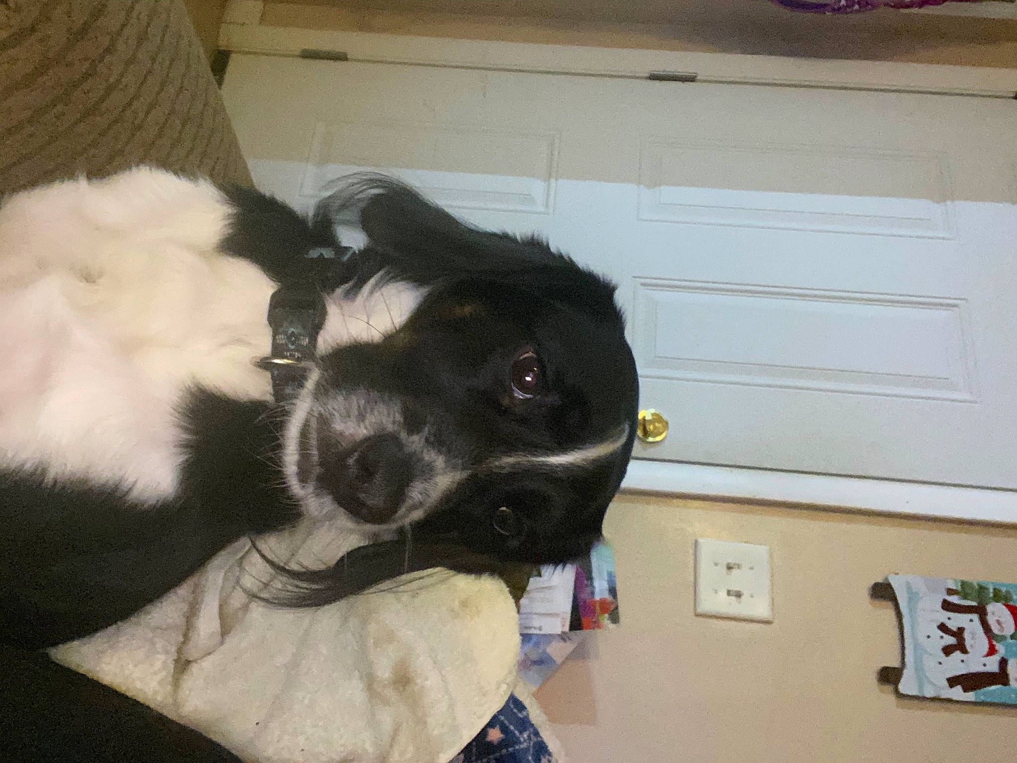 Four is registered to the contest to win money with this photo: borador, canidae, carnivore, comfort, companion_dog, dog, dog_breed, ear, fur, gesture, natural_material, personal_protective_equipment, snout, sporting_group, tail, whiskers, working_animal