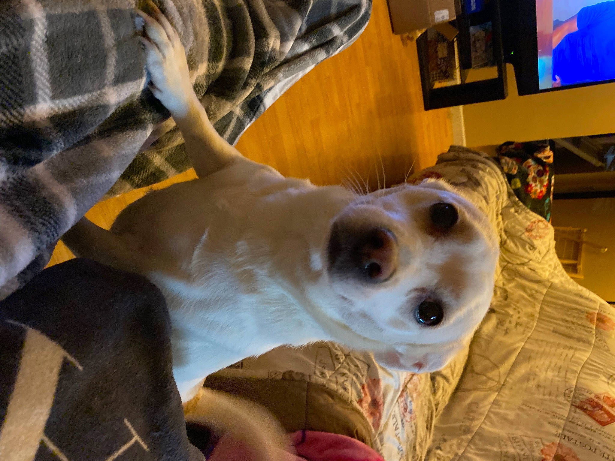 Katniss is registered to the contest to win money with this photo: canidae, carnivore, collar, comfort, companion_dog, dog, dog_breed, ear, fawn, fur, guard_dog, jaw, led_backlit_lcd_display, picture_frame, snout, sporting_group, television, toy_dog, whiskers, working_animal