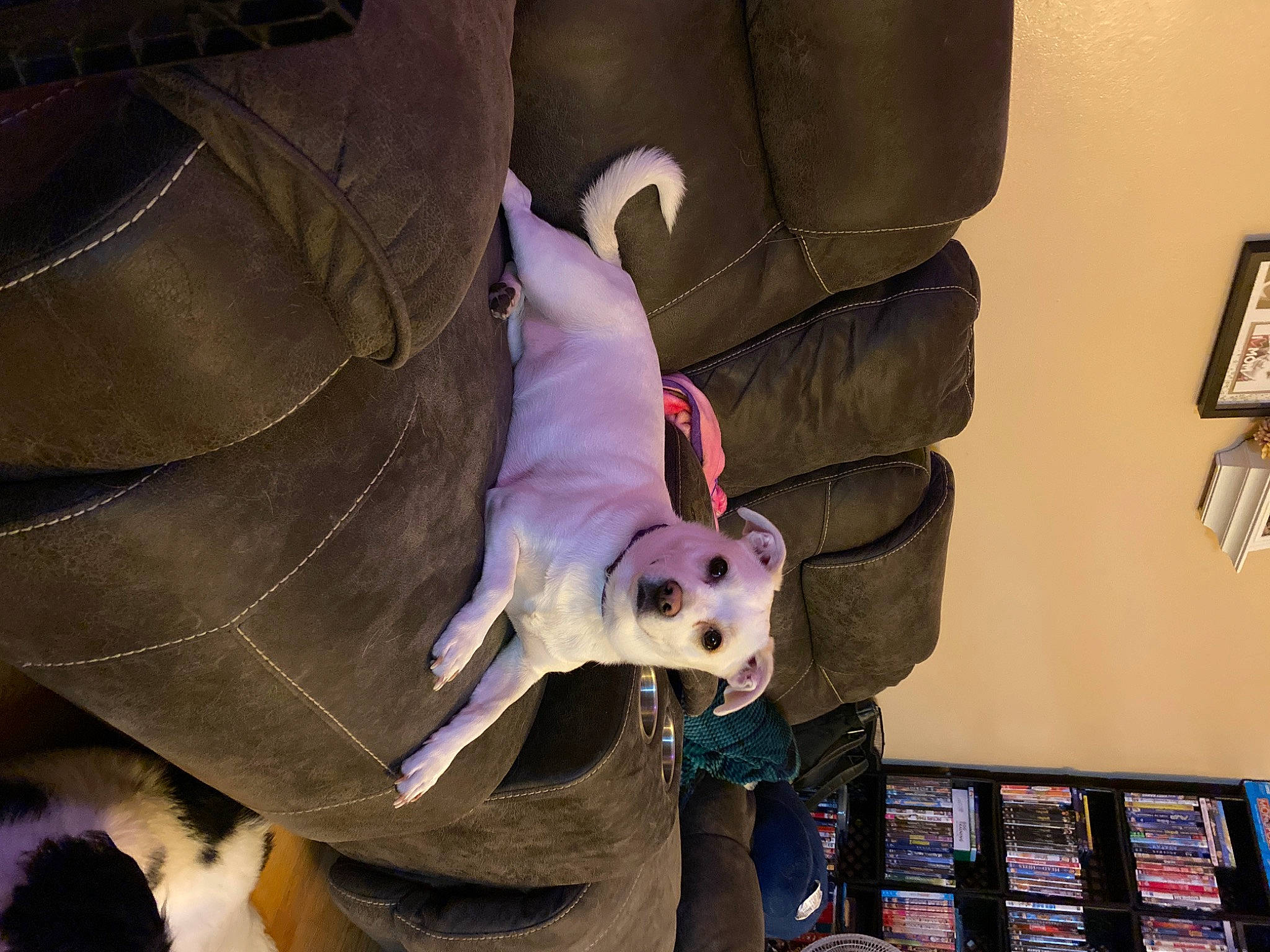 Katniss joined the competition — help win amazing prizes! animation, bag, carmine, costume, fawn, fictional_character, fur, headgear, helmet, magenta, mask, personal_protective_equipment, picture_frame, plush, purple, room, shelf, stuffed_toy, toy, whiskers