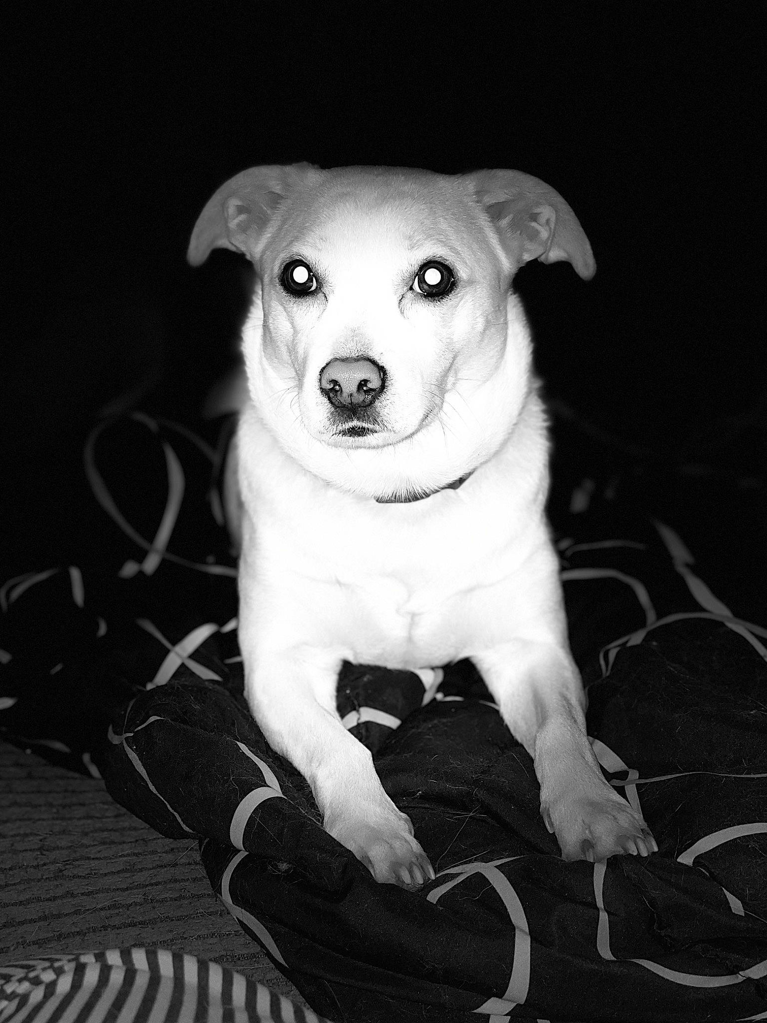 Katniss joined the competition — help win amazing prizes! black, canidae, carnivore, chair, companion_dog, dog, dog_breed, eye, fawn, flash_photography, head, human_body, monochrome, monochrome_photography, plant, snout, sporting_group, style, whiskers, working_animal