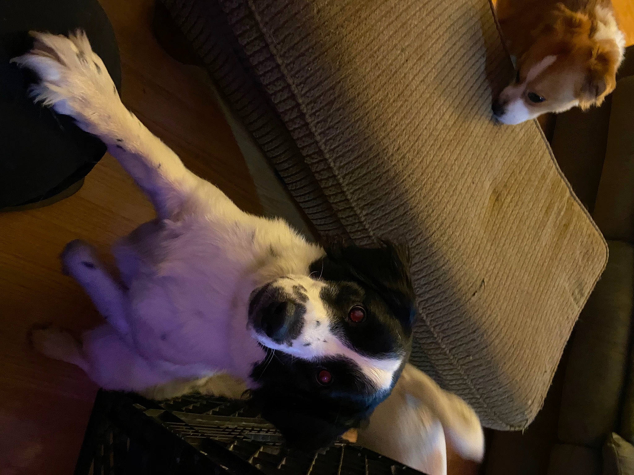 Jupiter joined the competition — help win amazing prizes! boston_terrier, canidae, carnivore, comfort, companion_dog, couch, dog, dog_breed, ear, fawn, fur, mammal, nap, paw, snout, sporting_group, toy_dog, vertebrate, whiskers, working_animal