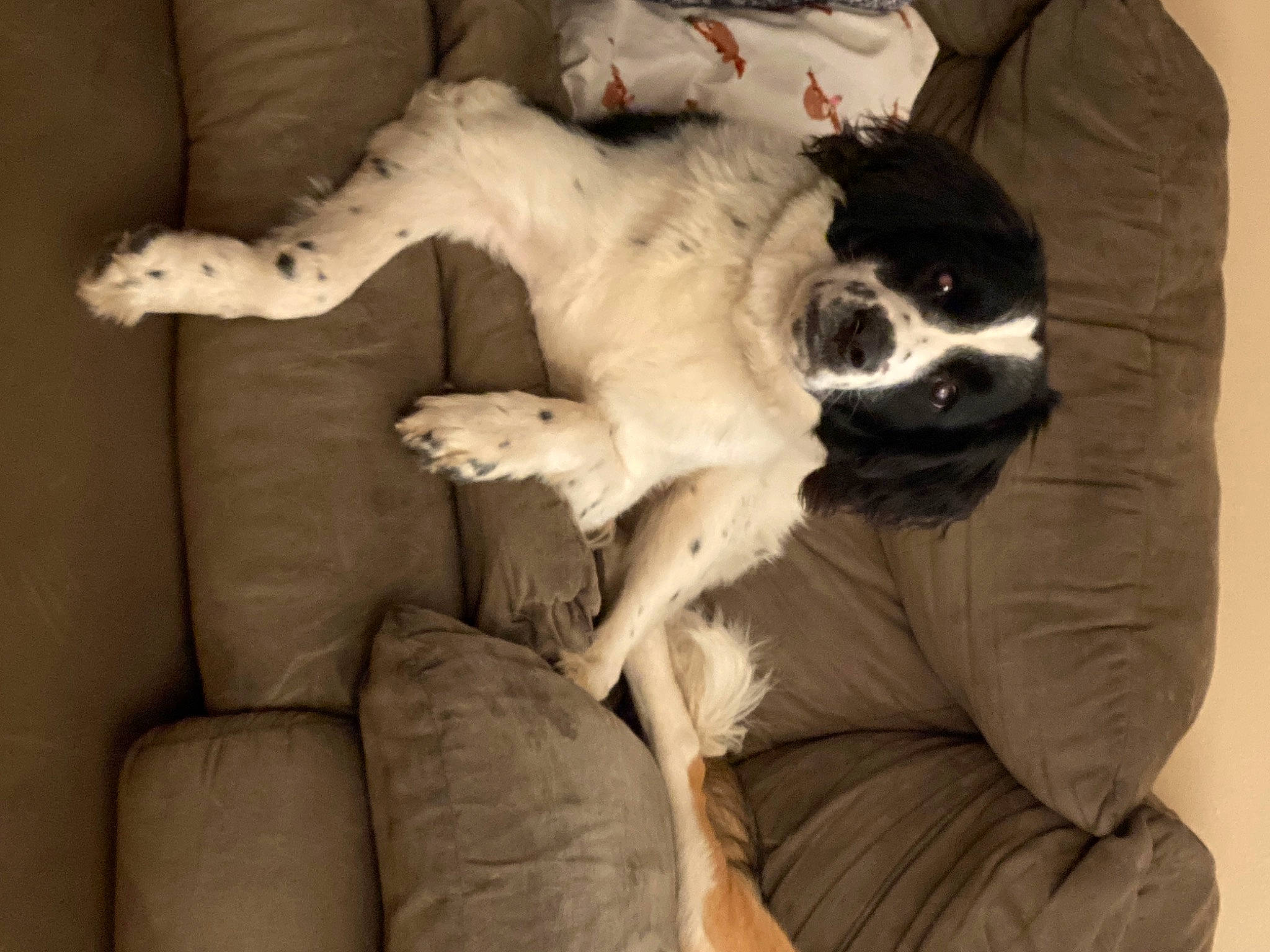 Jupiter joined the competition — help win amazing prizes! bored, canidae, carnivore, comfort, companion_dog, couch, dog, dog_breed, fawn, felidae, fur, linens, paw, small_to_medium_sized_cats, snout, sporting_group, tail, terrestrial_animal, whiskers, working_animal