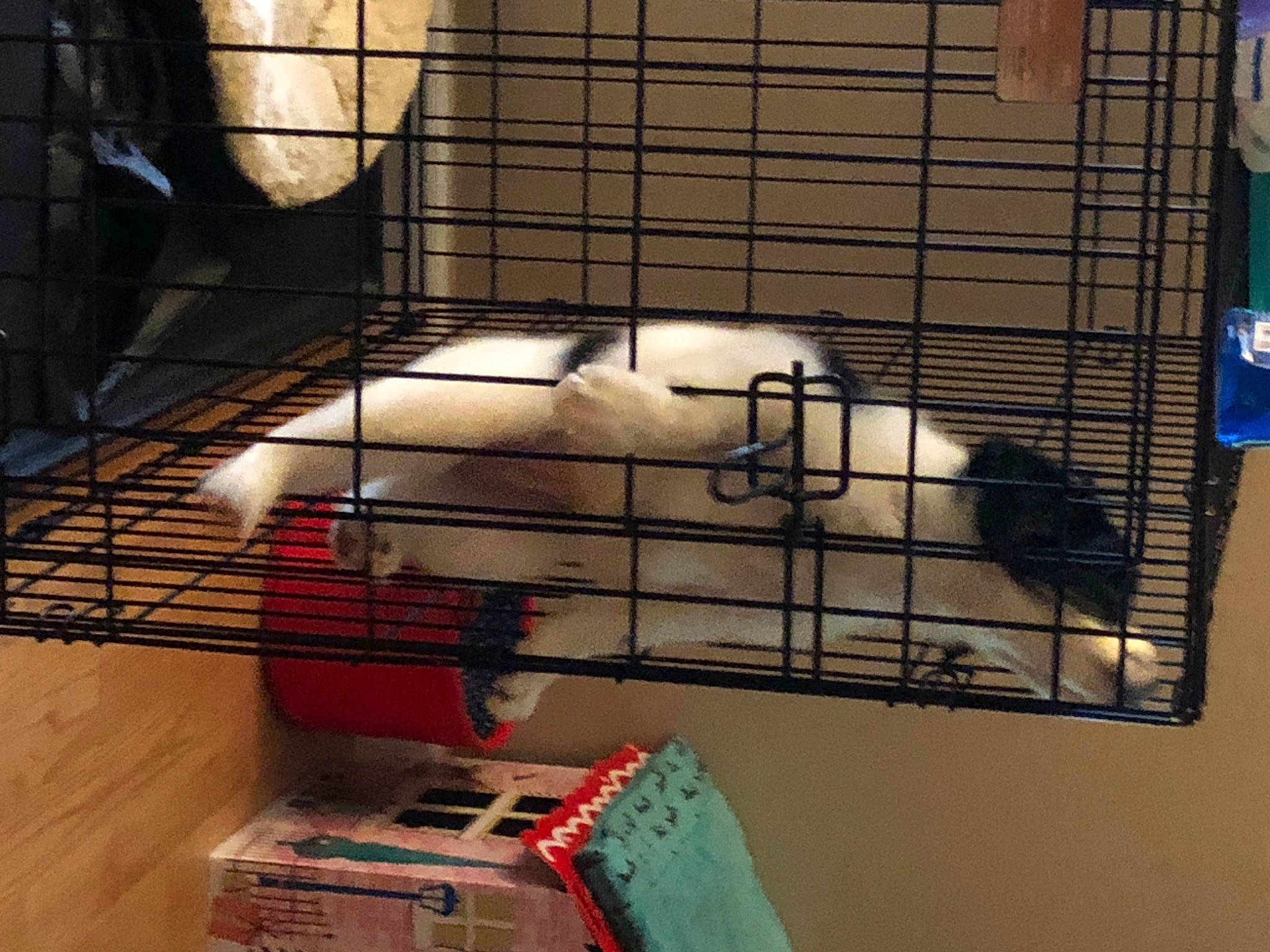 Jupiter joined the competition — help win amazing prizes! animal_shelter, cage, composite_material, gas, line, machine, mammal, metal, pet_supply, service, shelving, vertebrate