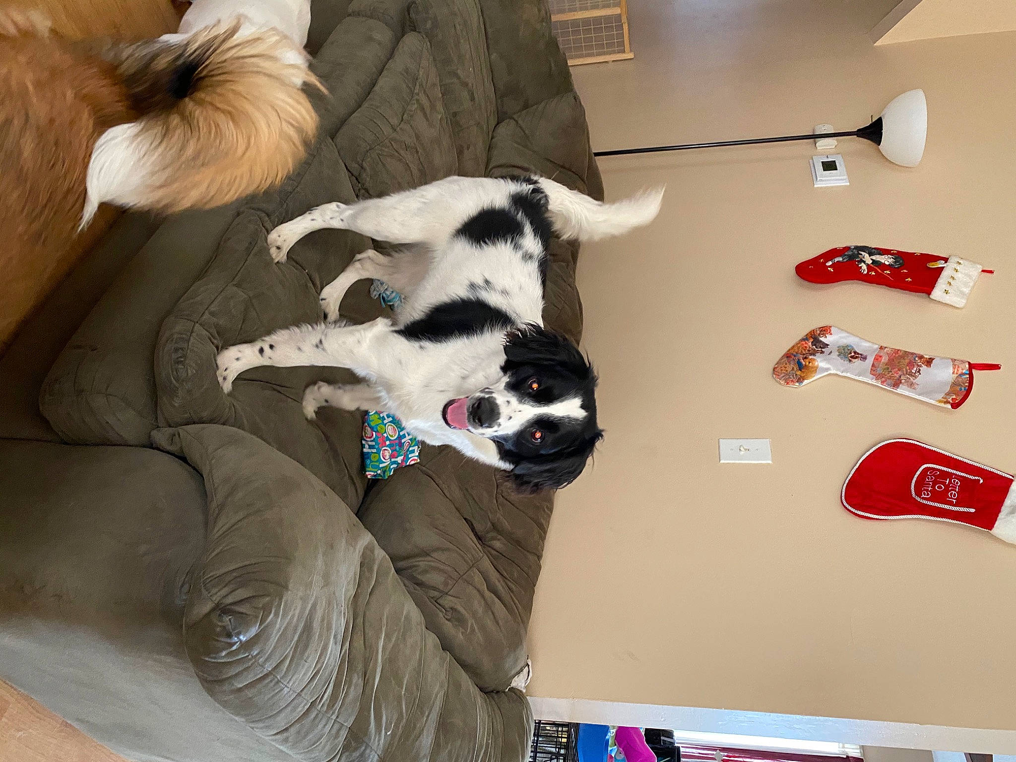 Jupiter joined the competition — help win amazing prizes! canidae, carmine, carnivore, comfort, companion_dog, couch, dog, dog_breed, dog_supply, fawn, felidae, flooring, font, fur, linens, pet_supply, room, sporting_group, tail, working_animal